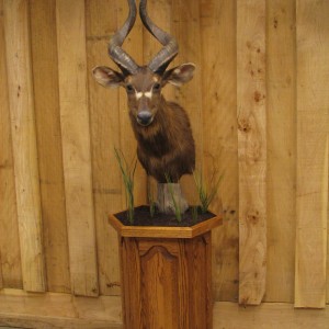 African Taxidermy