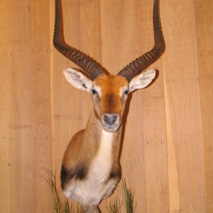 African Taxidermy