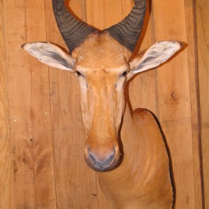 African Taxidermy