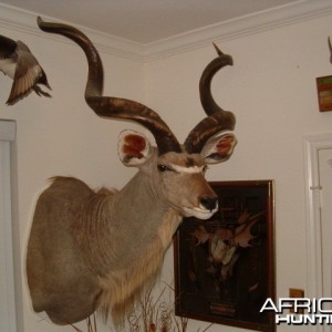 Three horned Greater Kudu hunted in Namibia