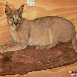 Caracal Full Mount Taxidermy