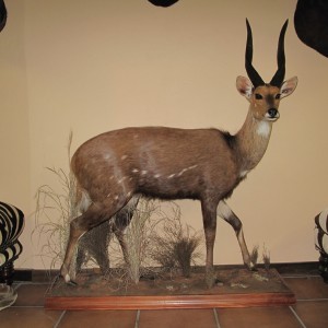 Bushbuck Full Mount Taxidermy