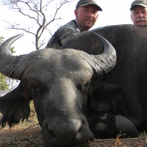 West African Savannah Buffalo hunted in Benin with Club Faune