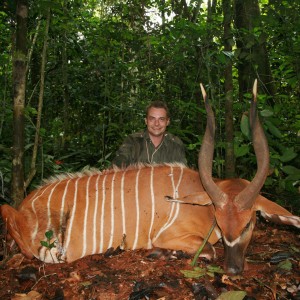 Bongo hunted in Cameroon with Club Faune