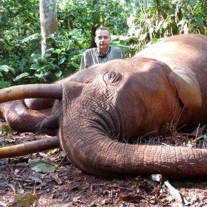 Forest Elephant hunted in Cameroon with Club Faune