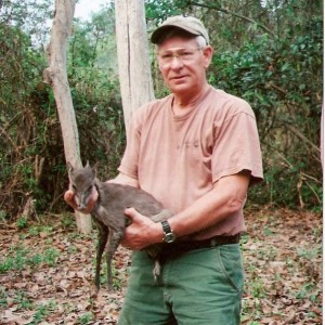 Blue Duiker hunted in Central Africa with Club Faune