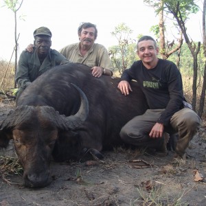 Central African Savannah Buffalo hunted in Central Africa with Club Faune