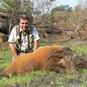 Red River Hog hunted in Central Africa with Club Faune