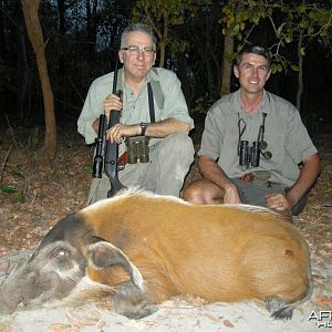 Red River Hog hunted in Central Africa with Club Faune