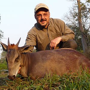 Yellow-Backed Duiker hunted in Central Africa with Club Faune