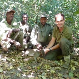 Blue Duiker hunted in Central Africa with Club Faune