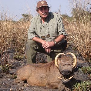 Warthog hunted in Central Africa with Club Faune