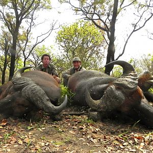 Central African Savannah Buffalo hunted in Central Africa with Club Faune