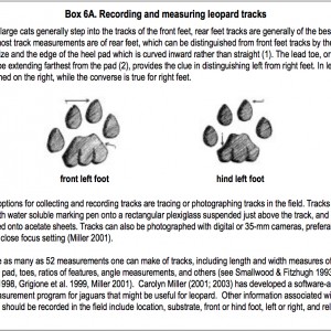 Recording and measuring leopard track