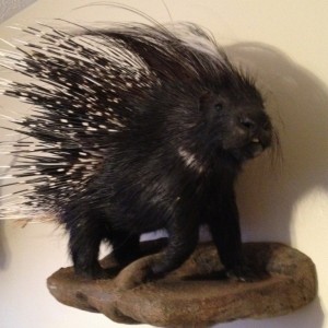 African Porcupine Mount