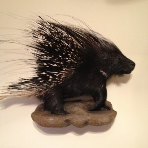 African Porcupine Mount