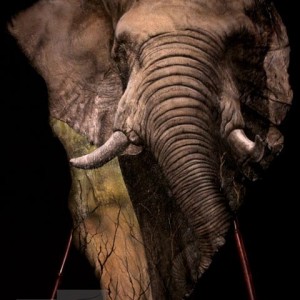 Elephant Ear Painting by Robert Utne