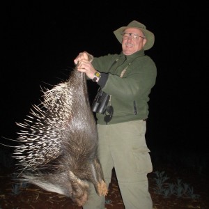 African Porcupine