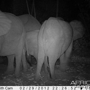 Elephant in Congo