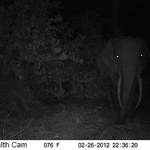 Elephant in Congo