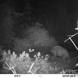 Yellow-Back Duiker in Congo