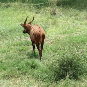 Bongo in Congo