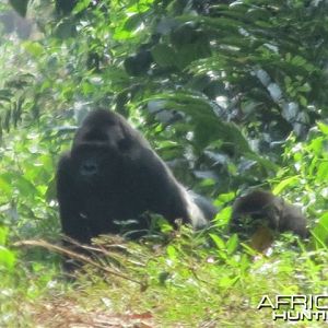 Gorilla in Congo