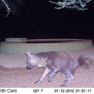 Brown Hyena Namibia