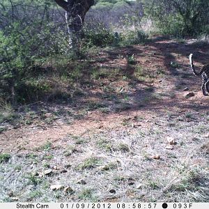 Leopard Namibia