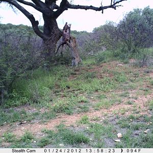 Leopard Namibia