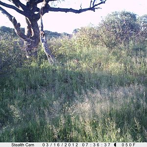 Leopard Namibia