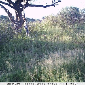 Leopard Namibia