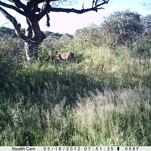 Leopard Namibia