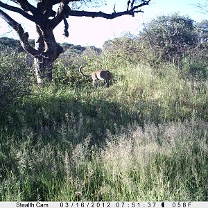 Leopard Namibia