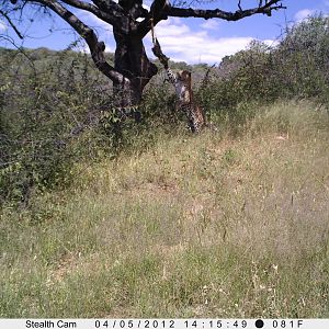 Leopard Namibia