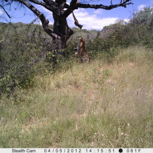 Leopard Namibia