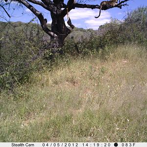 Leopard Namibia