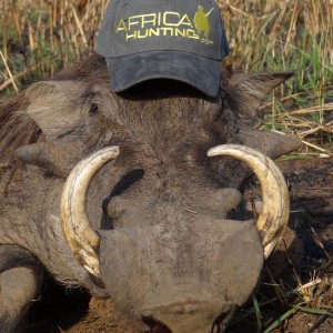 Warthog hunted in CAR