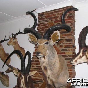 74,5 INCH KUDU