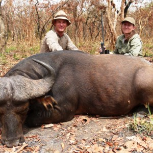 Central African Savanna Buffalo hunted in CAR