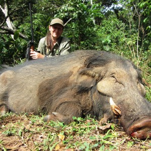 Giant Forest Hog hunted in CAR