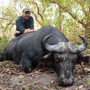 Central African Savanna Buffalo hunted in CAR