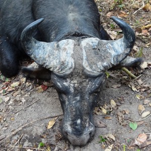 Central African Savanna Buffalo hunted in CAR