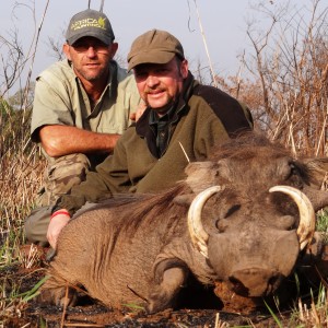 Warthog hunted in CAR