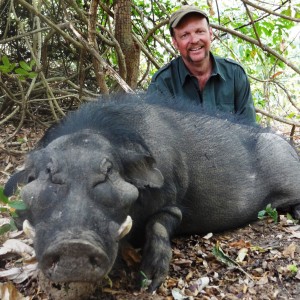 Giant Forest Hog hunted in CAR