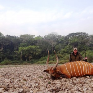 Bongo hunted in CAR