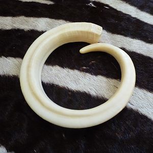 Vanuatu Pig Tusk