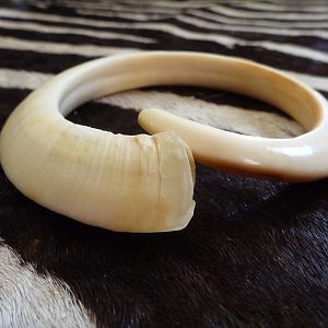 Vanuatu Pig Tusk