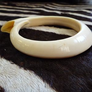 Vanuatu Pig Tusk