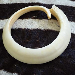 Vanuatu Pig Tusk